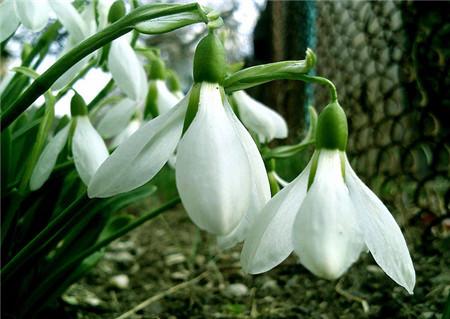 韩剧热播：《雪滴花》（2021），豆瓣7.4分，1080P高清观看，阿里云独家放送