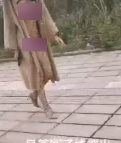 大神修风筝：户外展示惊险一刻，线断了怎么办？百度云资源下载115sha