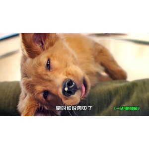 极速在线查看，原画视频播放：狗狗电影合辑APP，最新最热门完美体验！