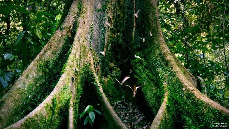 绿色星球：BBC纪录片1080P.H.265编码，6集全含花絮