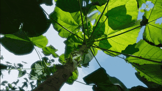 绿色星球：BBC纪录片1080P.H.265编码，6集全含花絮