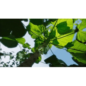 绿色星球：BBC纪录片1080P.H.265编码，6集全含花絮
