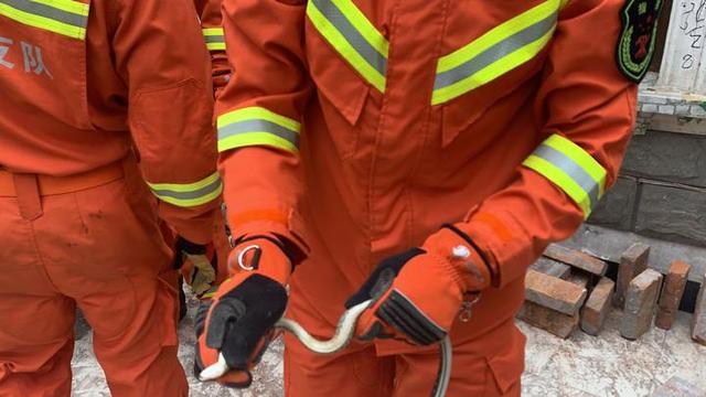 《抓偷渡者，抓到就打蛇！1980年大chi度未删减港片，现在可以下载或在线观看，提取码zfHh》