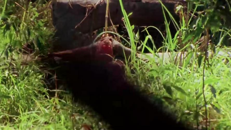 《人食人实录：南美洲丛林恐怖之旅》