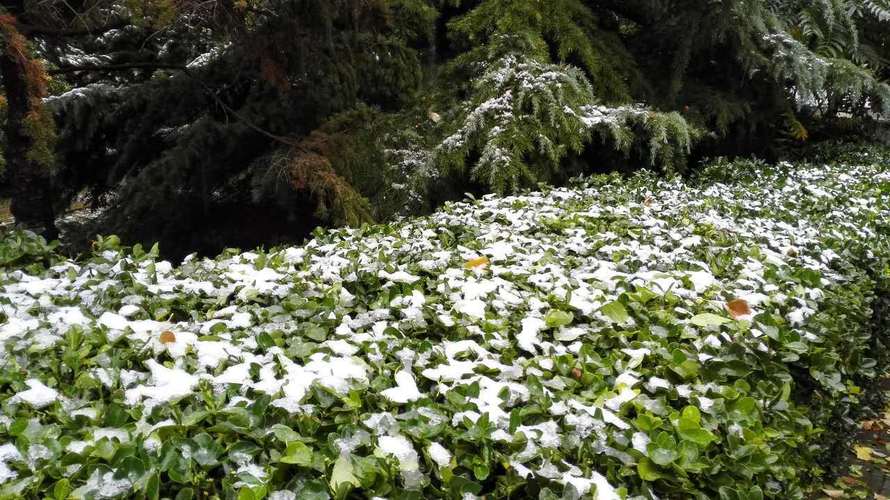 《雪降花_S01E04_第四集：林安纳和莱斯特的神秘之旅》