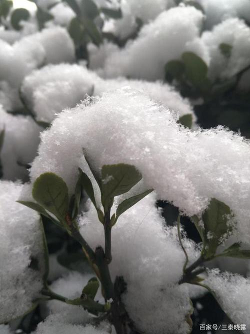 《雪降花_S01E04_第四集：林安纳和莱斯特的神秘之旅》