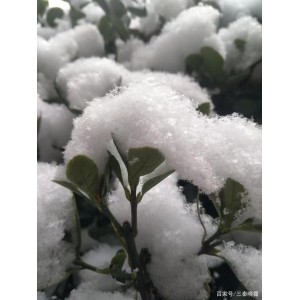《雪降花_S01E04_第四集：林安纳和莱斯特的神秘之旅》