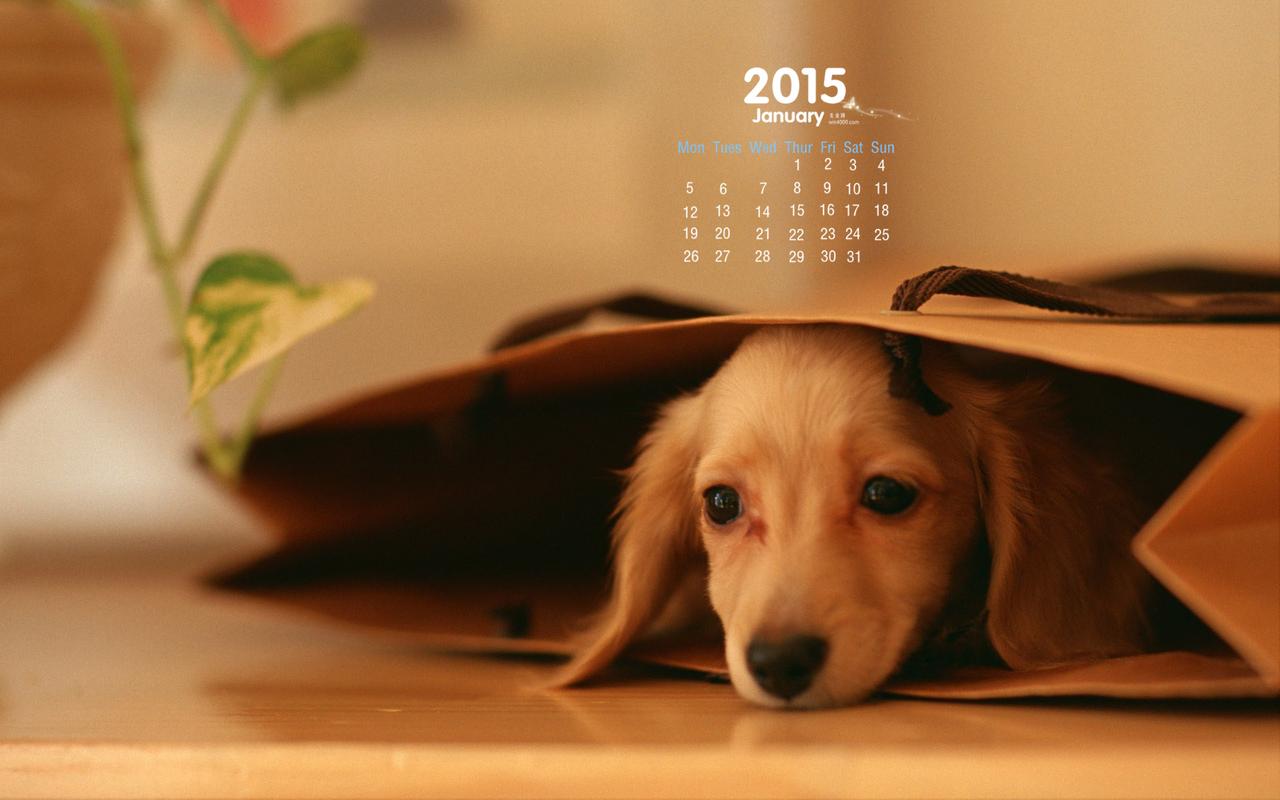 《极速观看：「狗狗电影合辑」萌宠电影系列》