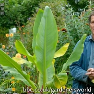 2022年BBC热门纪录片：《绿色星球》，由大卫·阿滕伯勒主持，探索植物的奇妙世界