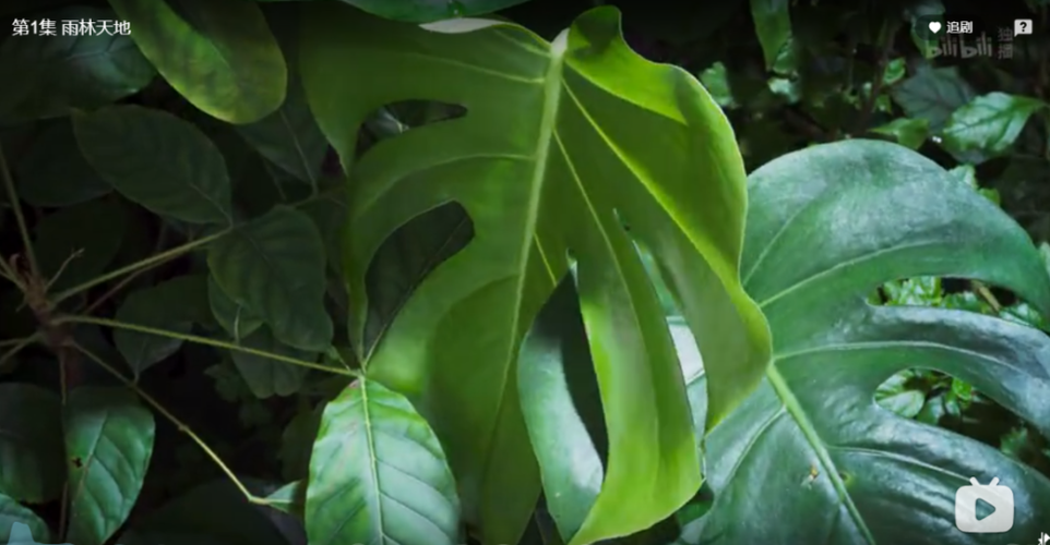 2022年BBC热门纪录片：《绿色星球》，由大卫·阿滕伯勒主持，探索植物的奇妙世界