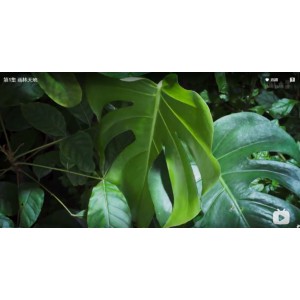 2022年BBC热门纪录片：《绿色星球》，由大卫·阿滕伯勒主持，探索植物的奇妙世界