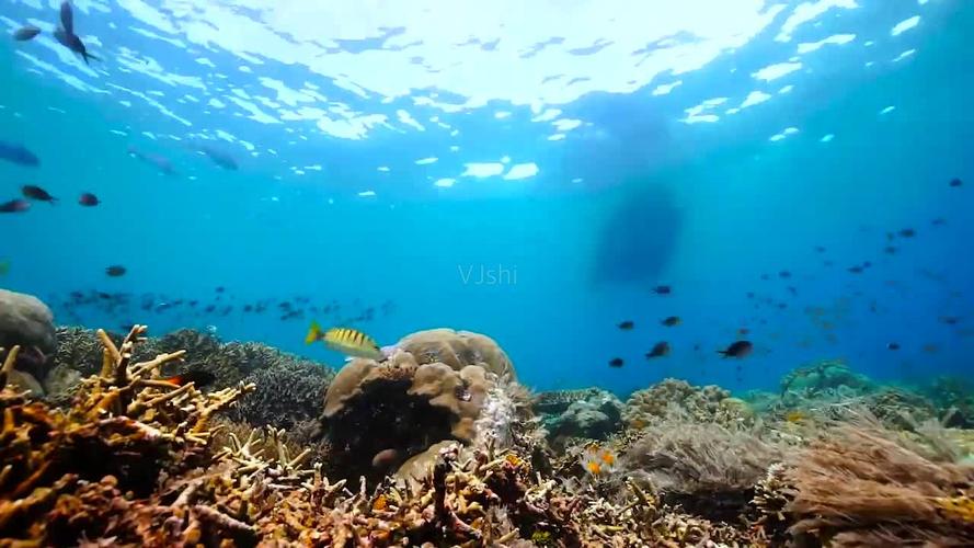 《海底动物世界：8K极致画质，分钟完爆你的视觉》