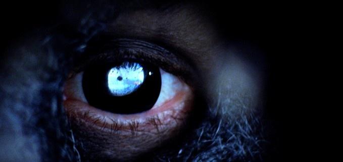 《夜魔2:藏品》——动作/惊悚/恐怖片，精彩续作！