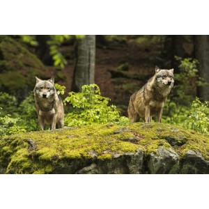 《狼狩猎》（2022）韩语中字+韩国票房冠军+大尺血浆犯罪电影