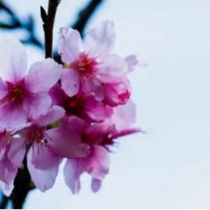 《樱花季节的珍贵爱情：我的樱花恋人》