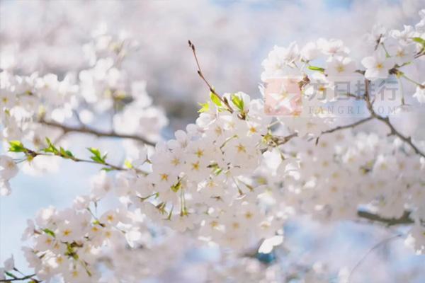 《樱花季节的珍贵爱情：我的樱花恋人》