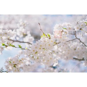 《樱花季节的珍贵爱情：我的樱花恋人》