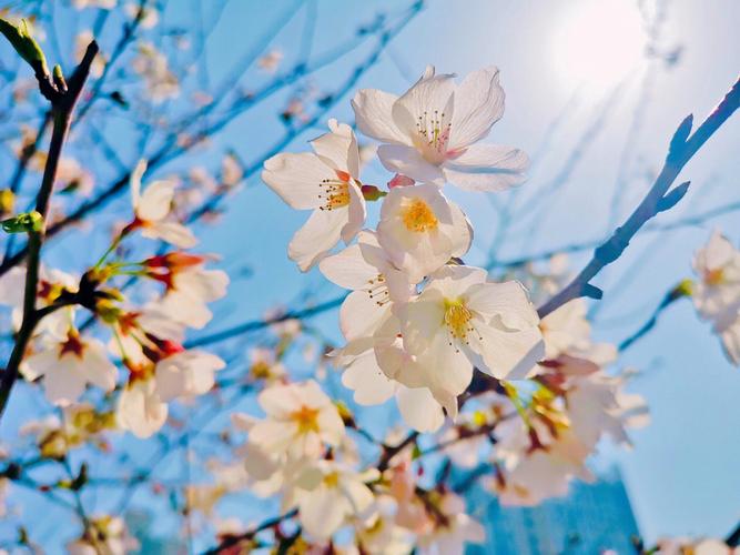 《樱花季节的珍贵爱情：我的樱花恋人》