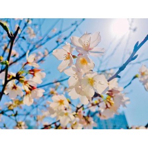 《樱花季节的珍贵爱情：我的樱花恋人》