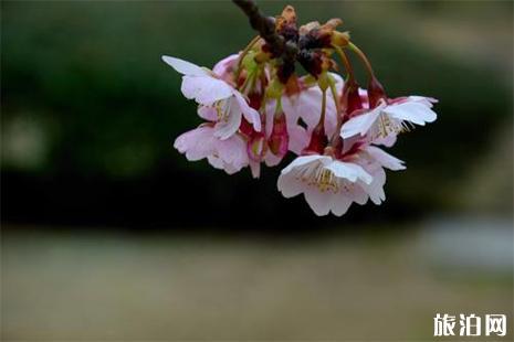 《樱花季节的珍贵爱情：我的樱花恋人》