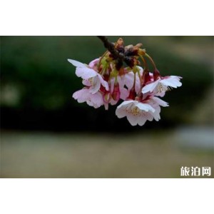 《樱花季节的珍贵爱情：我的樱花恋人》
