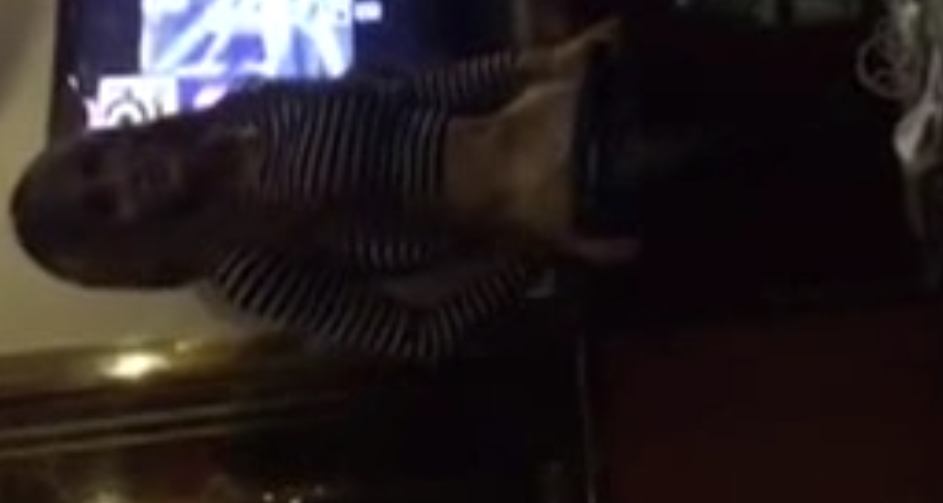 TS伪娘合集补充111G，收藏58，单独解压